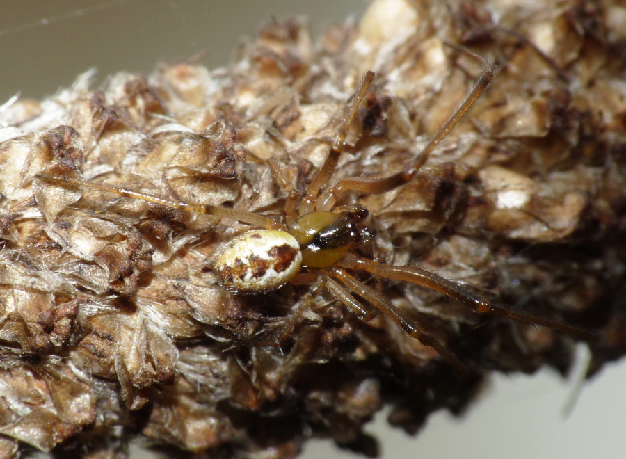 Kochiura aulica